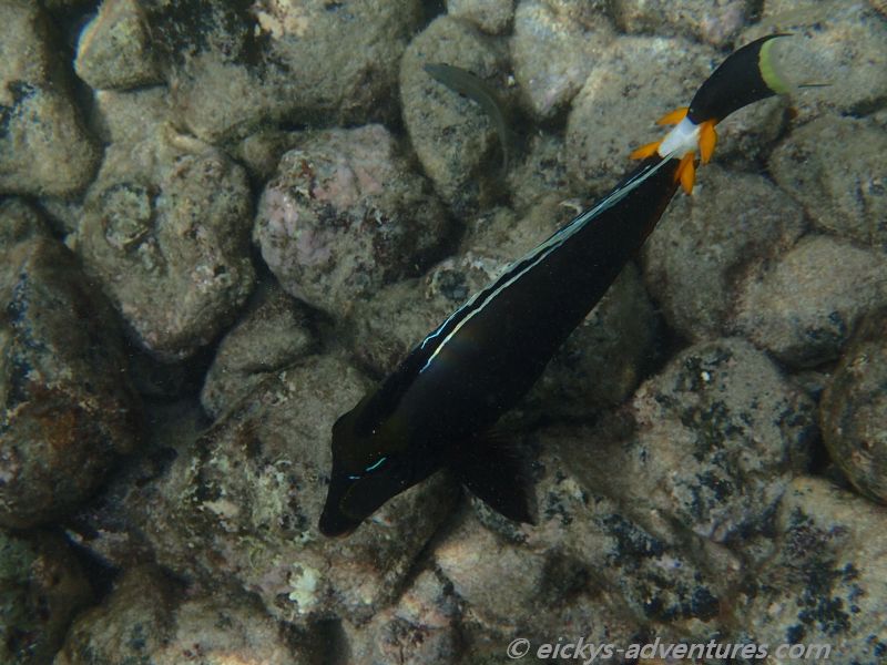 Ahii Kinau Reserve Ahii Kinau Reserve