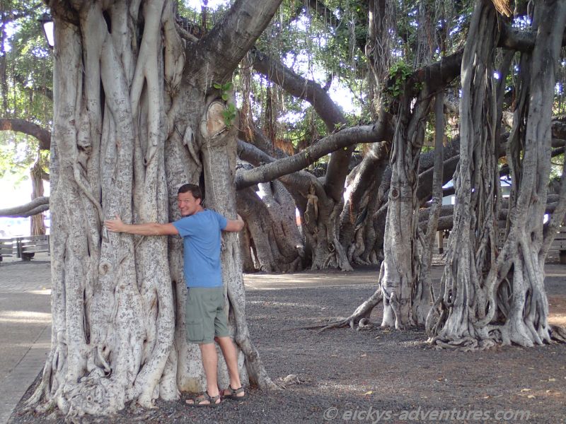 Lahaina: Banyan Tree