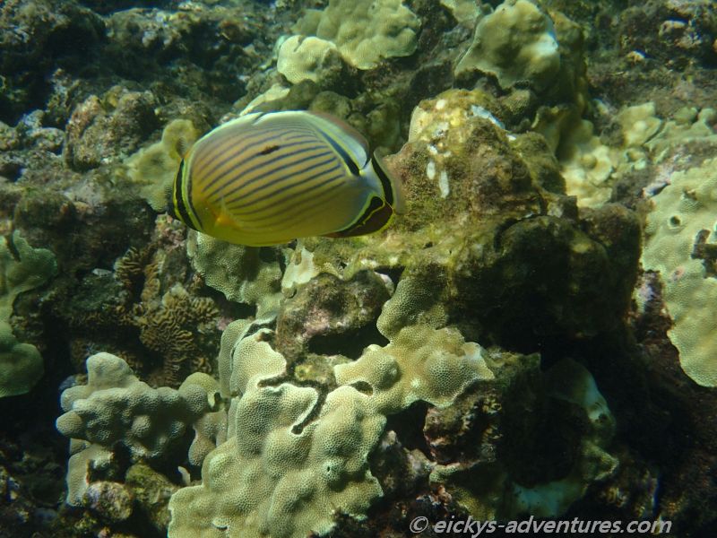 Honolua Bay Honolua Bay