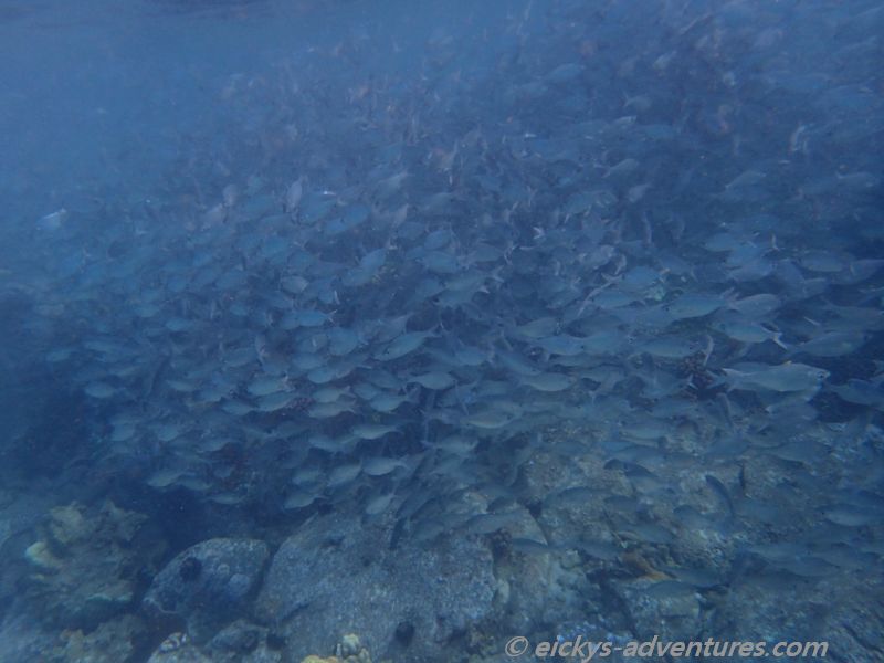 Honolua Bay: Fischschwarm Honolua Bay: Fischschwarm