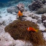 Unterwasserwelt an der Sandbank Kalhuhuraa: Anemonenfisch