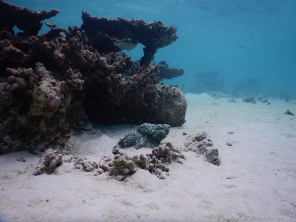 Unterwasserwelt an der Sandbank Alimatha: Steinfisch