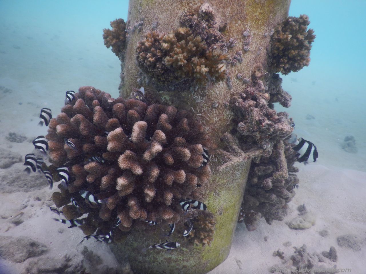 Unterwasserwelt an der Picknickinsel Anbaraa Unterwasserwelt an der Picknickinsel Anbaraa