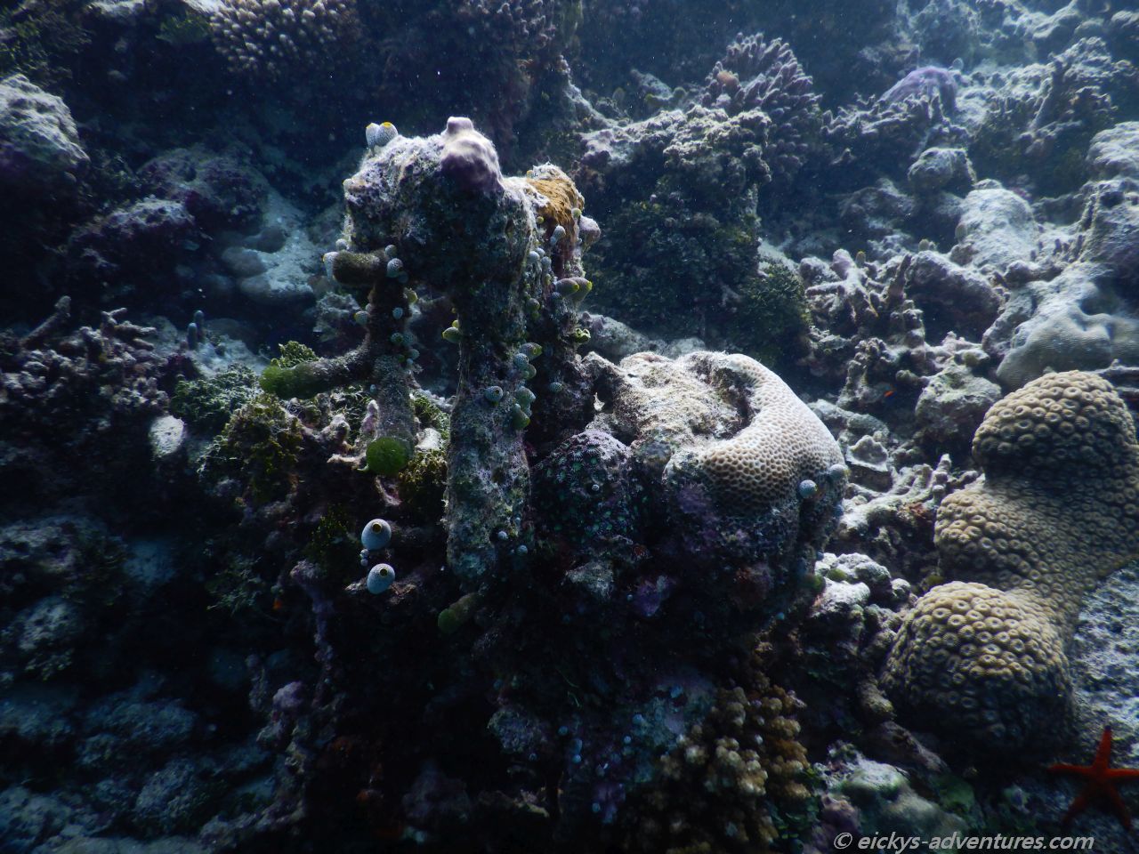Unterwasserwelt an der Sandbank Oshagalhi Unterwasserwelt an der Sandbank Oshagalhi