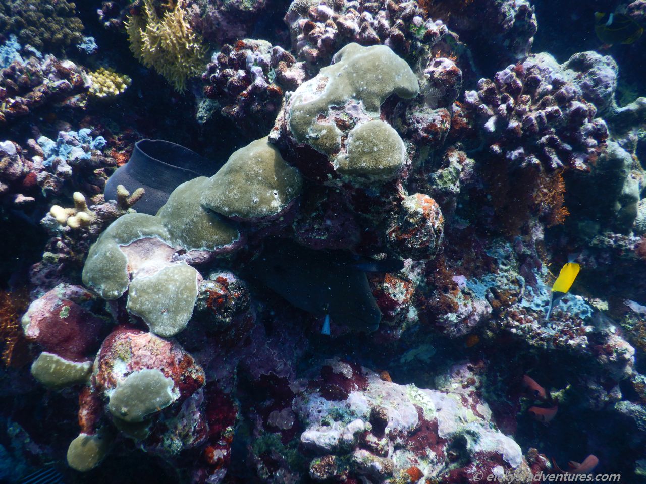 Unterwasserwelt auf den Malediven Unterwasserwelt auf den Malediven