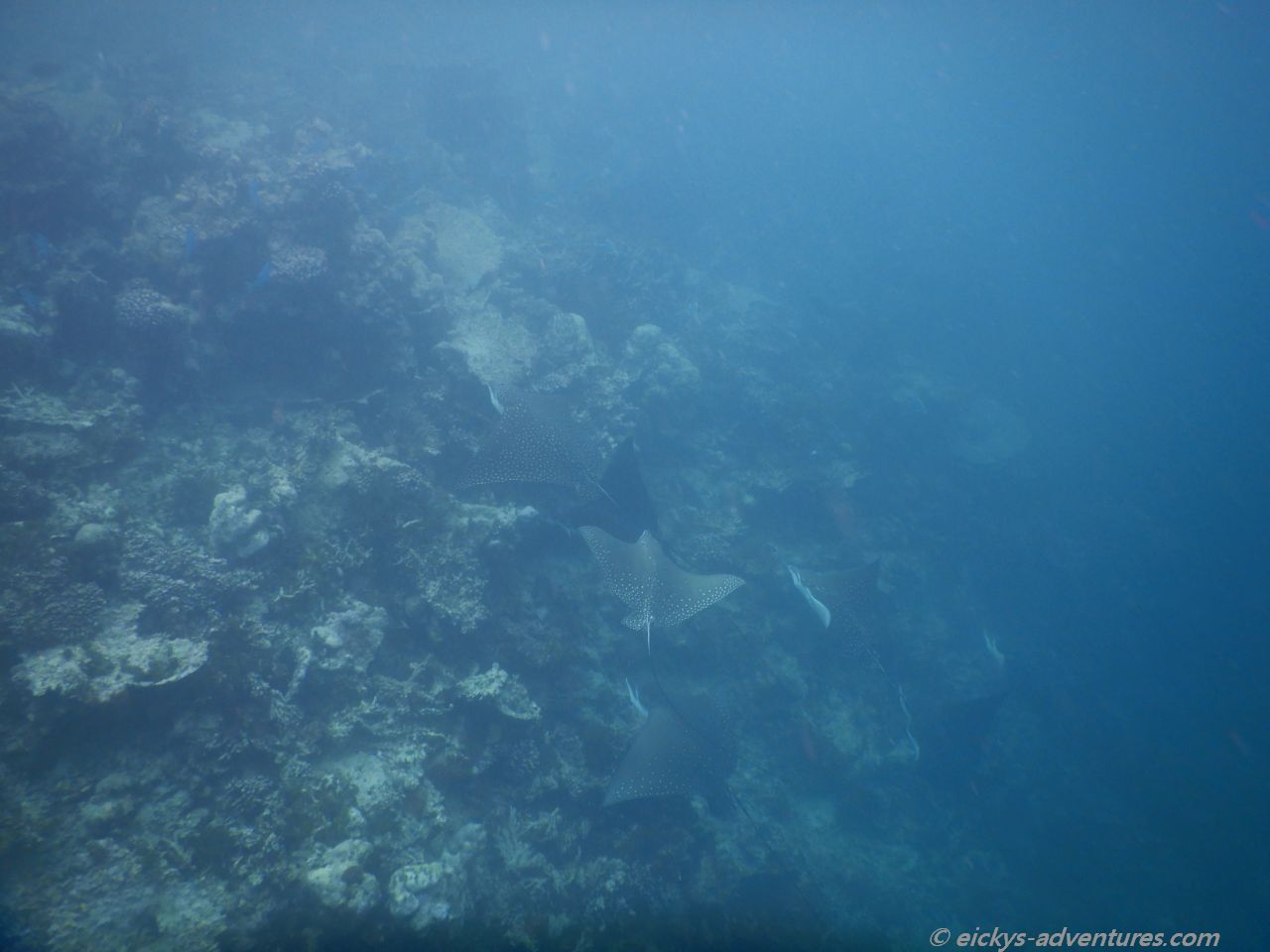 Unterwasserwelt an der Insel Hurasdhoo: Adlerrochen Unterwasserwelt an der Insel Hurasdhoo: Adlerrochen