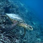 schnorcheln bei stürmischer See: Schildkröte