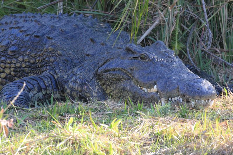 Krokodil im Okavango Delta Krokodil im Okavango Delta