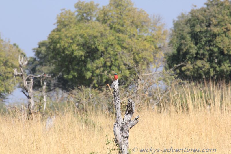 Vogel mit roter Brust ... Vogel mit roter Brust ...