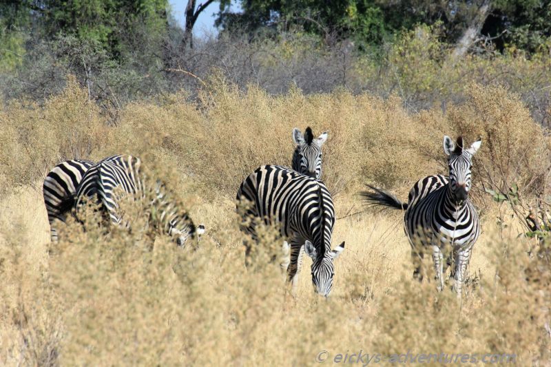 Zebra-Herde im Okavango Delta Zebra-Herde im Okavango Delta