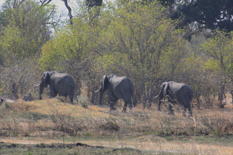 Elefanten im Moremi Game Reserve Elefanten im Moremi Game Reserve