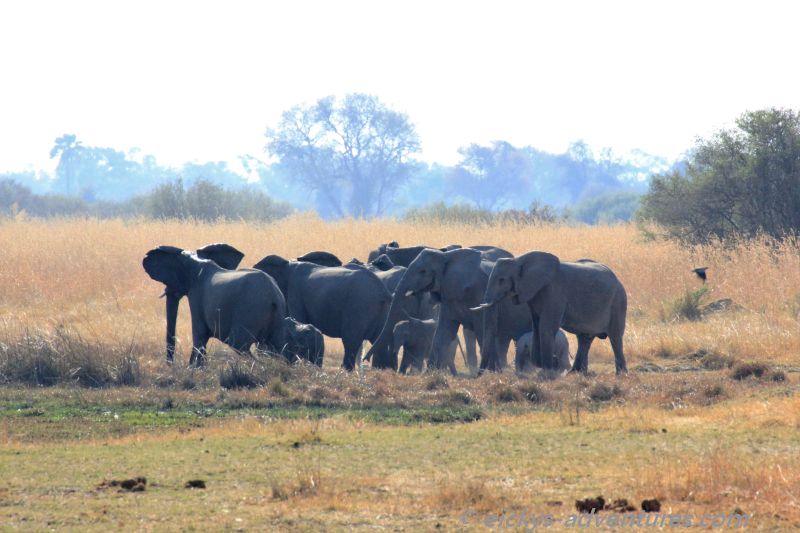 Elefanten im Moremi Game Reserve Elefanten im Moremi Game Reserve