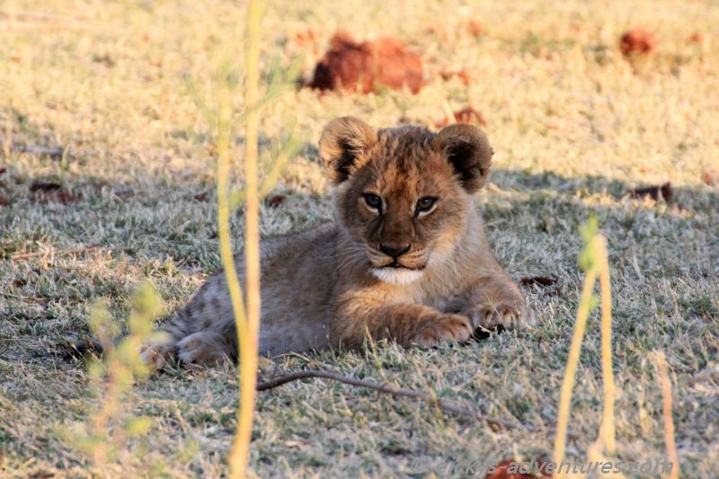 zum knuddeln süß zum knuddeln süß