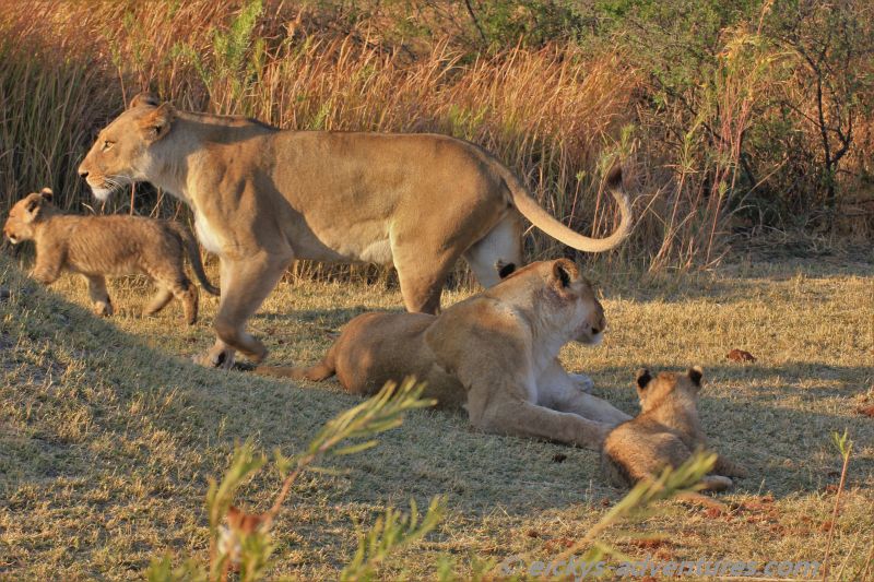 Löwen im Moremi Game Reserve Löwen im Moremi Game Reserve