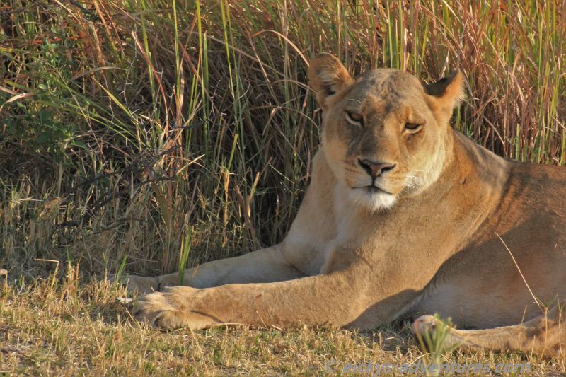 Löwin genießt die Morgensonne Löwin genießt die Morgensonne
