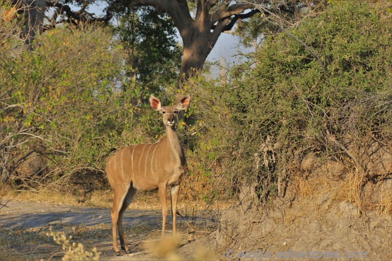 Kudu Kudu