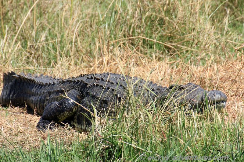 zwischen Moremi und Chobe zwischen Moremi und Chobe