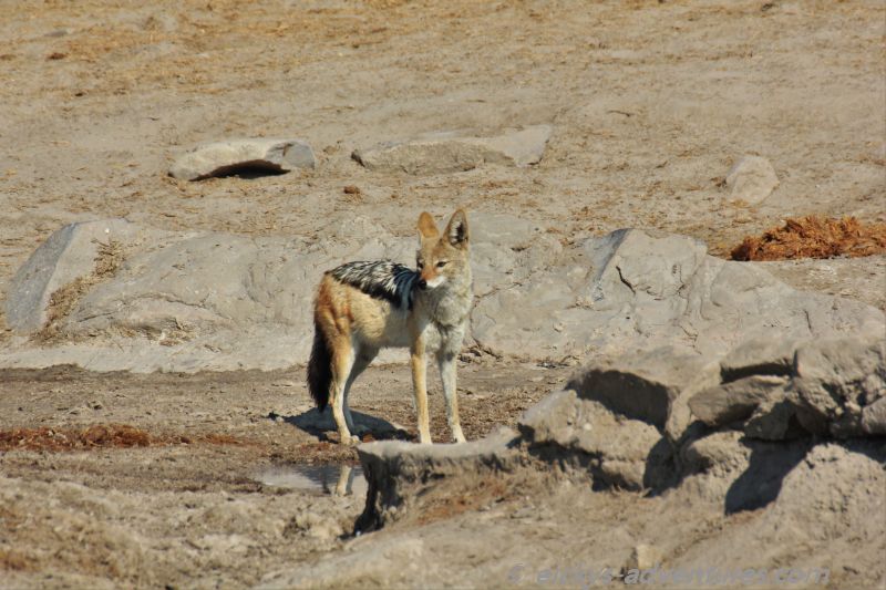 ein kleiner Schakal ein kleiner Schakal