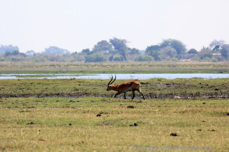 Bootstour auf dem Chobe River: Bock Bootstour auf dem Chobe River: Bock
