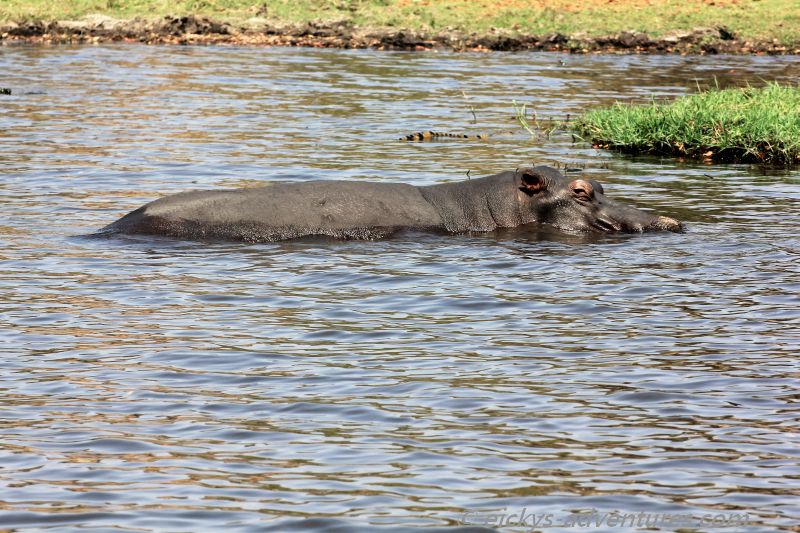 Bootstour auf dem Chobe River: Hippo Bootstour auf dem Chobe River: Hippo