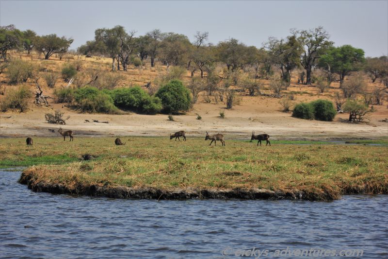 Bootstour auf dem Chobe River Bootstour auf dem Chobe River