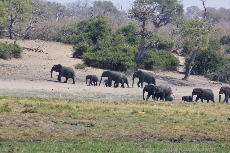 Bootstour auf dem Chobe River: Elefanten beim Ausflug mit den Kleinen Bootstour auf dem Chobe River: Elefanten beim Ausflug mit den Kleinen
