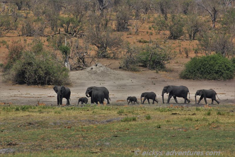 Bootstour auf dem Chobe River: Elefanten beim Ausflug mit den Kleinen Bootstour auf dem Chobe River: Elefanten beim Ausflug mit den Kleinen