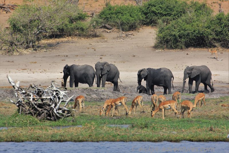 Bootstour auf dem Chobe River: Elefanten und Impalas