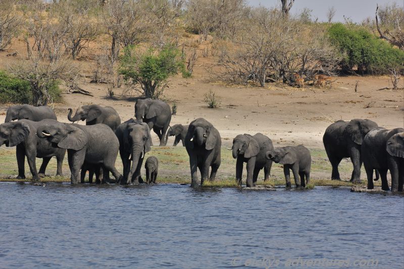 Bootstour auf dem Chobe River Bootstour auf dem Chobe River