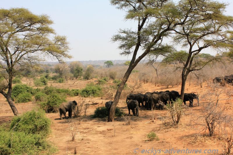 Elefantenherde am Straßenrand in Simbabwe Elefantenherde am Straßenrand in Simbabwe