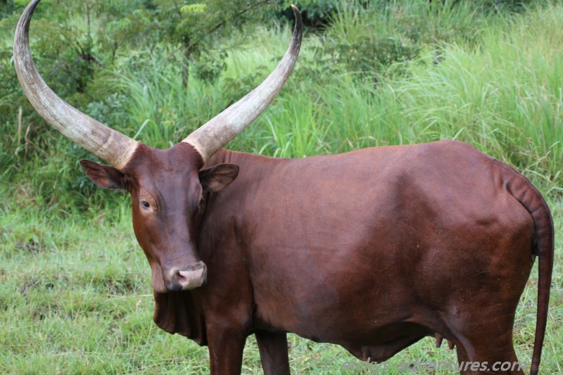 Ankole Rind Ankole Rind