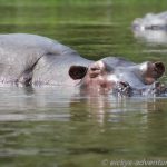 Hippo im weißen Nil