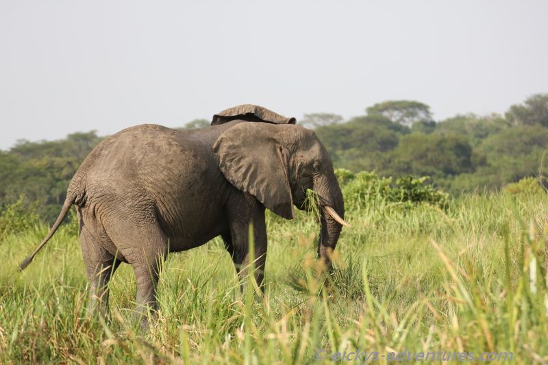 Murchison Falls National Park: Elefant Murchison Falls National Park: Elefant