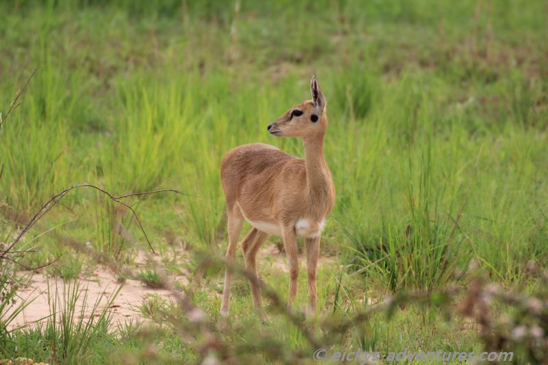 kleines Böcklein im Murchison Falls National Park kleines Böcklein im Murchison Falls National Park