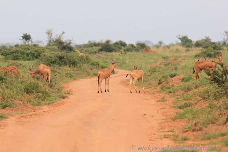 Straßenblockade im Murchison Falls National Park Straßenblockade im Murchison Falls National Park