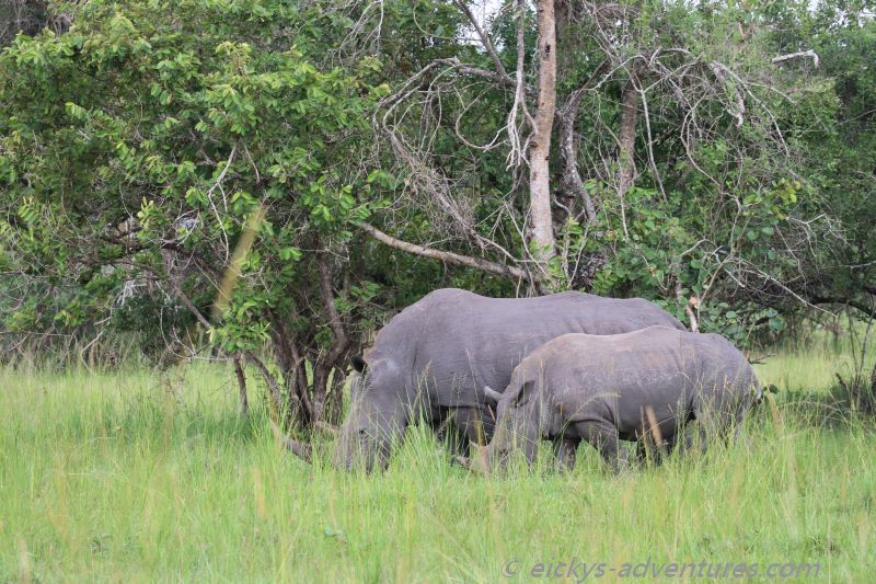 Ziwa Rhino Sanctuary Ziwa Rhino Sanctuary