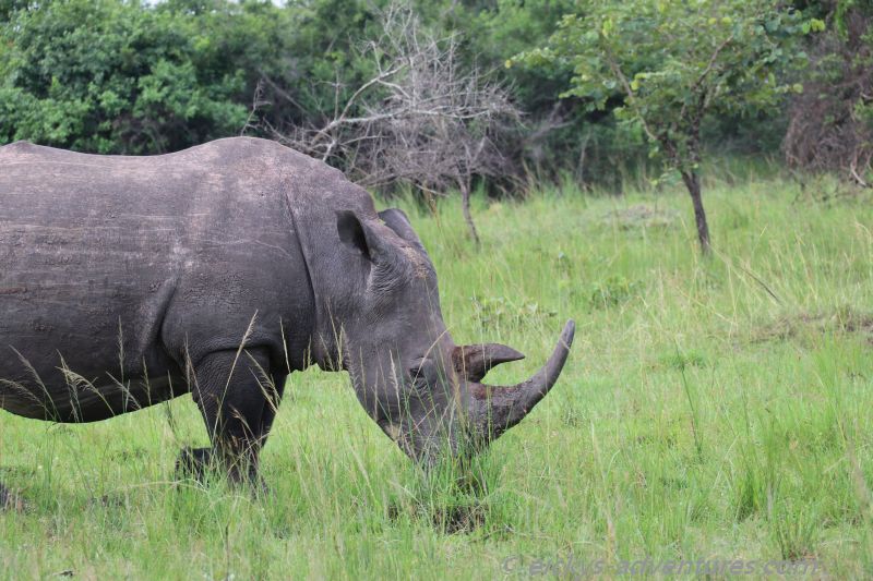 Ziwa Rhino Sanctuary Ziwa Rhino Sanctuary