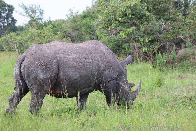 Ziwa Rhino Sanctuary Ziwa Rhino Sanctuary