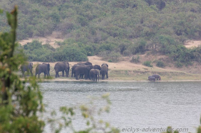 eine Elefantenherde und Hippos am gegenüberliegenden Ufer eine Elefantenherde und Hippos am gegenüberliegenden Ufer