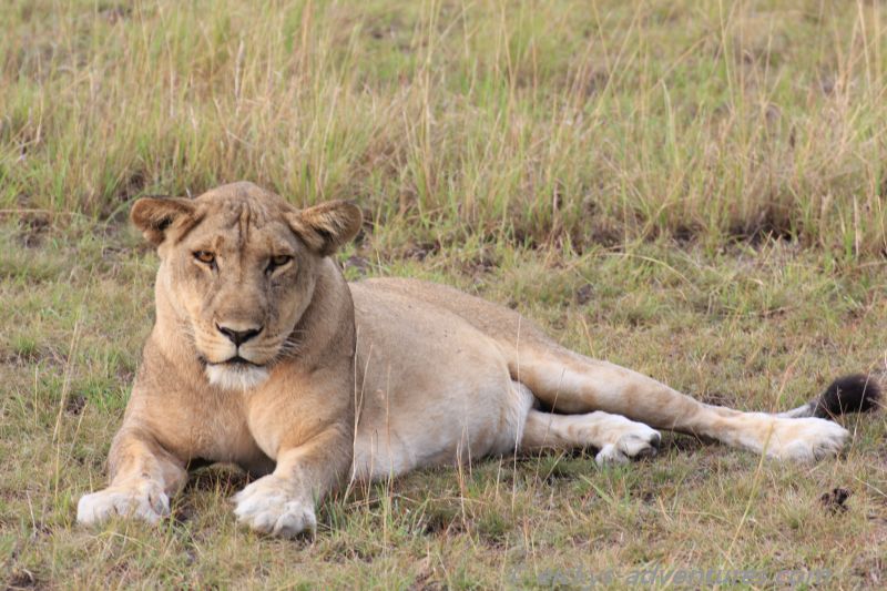 Lion Tracking Lion Tracking