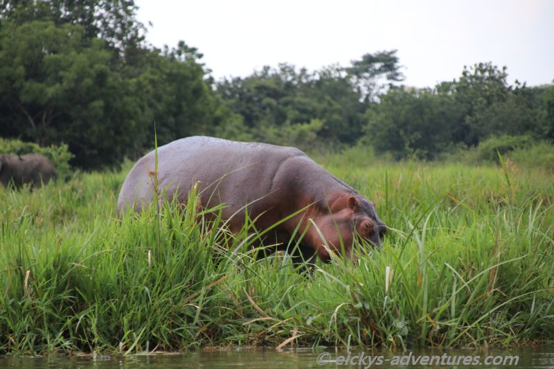 Hippo am Ufer des weißen Nil Hippo am Ufer des weißen Nil