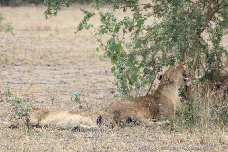 Lion Tracking Lion Tracking