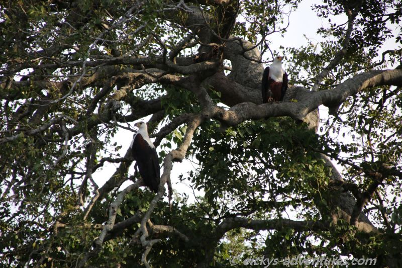 Murchison Falls National Park: African Fish Eagle Murchison Falls National Park: African Fish Eagle