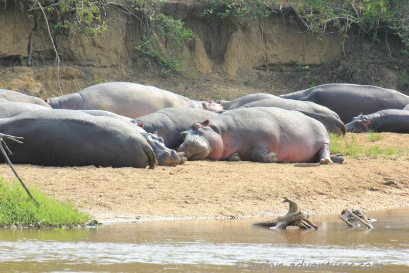 eine Sandbank voller Hippos