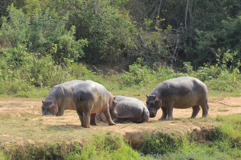 Hippos im Ishasha Hippos im Ishasha