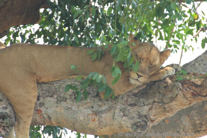 Baumlöwen im Ishasha Baumlöwen im Ishasha