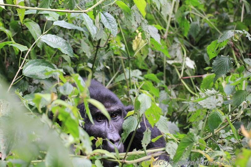 Gorilla Tracking im Bwindi National Park Gorilla Tracking im Bwindi National Park