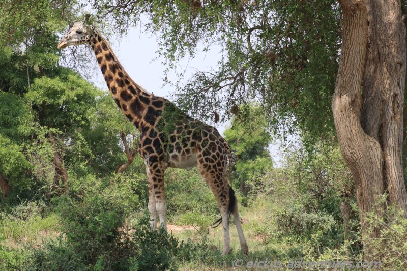 Giraffen im Murchison Falls National Park Giraffen im Murchison Falls National Park