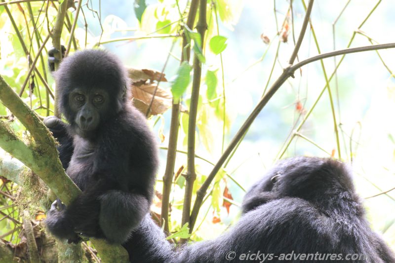 kleiner Gorilla mit seiner Mama kleiner Gorilla mit seiner Mama