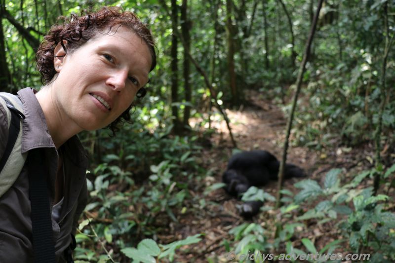 Schimpansen Alpha-Männchen Schimpansen Alpha-Männchen